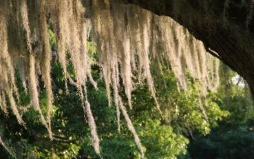 spanish-moss